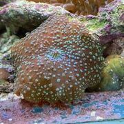 Spotty Morphs
