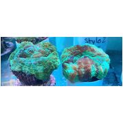 Doughnut Corals
