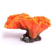 Euphyllia Orange