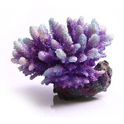 Acropora Purple/Aqua