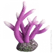 Purple Staghorn