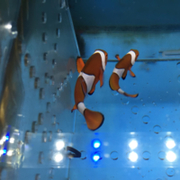 Wild Caught Ocellaris Clown Single