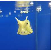 Longhorn Cowfish