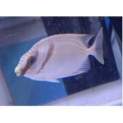 Fully quarantined Two Bar Rabbit Fish