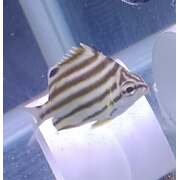 Fully QT'd Stripey