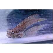 Fully QT'd Lawnmower Blenny