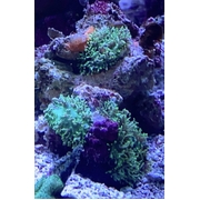 Green Fluffy Morphs