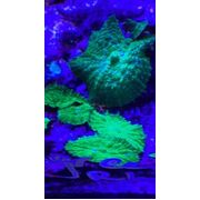 Green Rhods