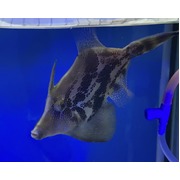 Aiptasia Eating Filefish