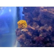 Yellow Box Fish