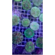 Green Fungias