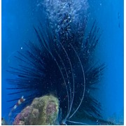 Long Spine Urchin