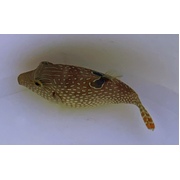 Blue Spot Puffer