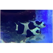Black Storm Clown Pair