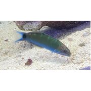Lunar Wrasse