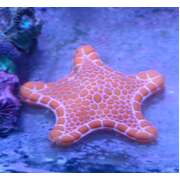 Orange Biscuit Starfish