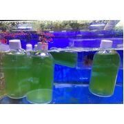 100% Aquatics Phytoplankton 500ml