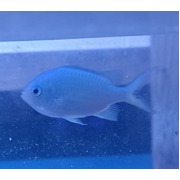 Fully QT'd Blue/Green Chromis