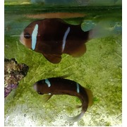 Great Barrier Reef Clown Single