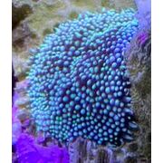 Mini Maxi Anemone