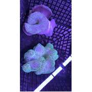 Small Carpet Anemone