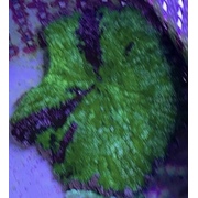 Small Green Carpet Anemone
