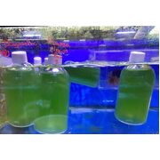 100% Aquatics Phytoplankton 1lt