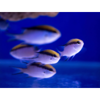 Barrier Reef Chromis