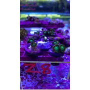 Green Zoa. PER PLUG. Z8