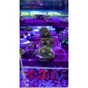 Eagle Eye Zoa PRICE IS PER POLYP! #Zoa 1 