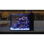 WaterBox Aquariums AIO Peninsula Mini 25 (L600 x W400 x H400)