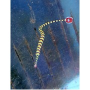 Zebra Pipefish