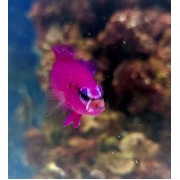 Tank Bred Indigo Dottyback