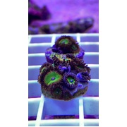 Candy Apple Zoa Z33
