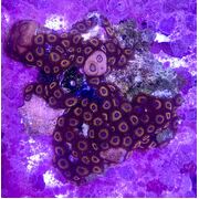 Whammin Watermelon Zoa Z13