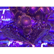 Bambam Zoas PRICE IS PER POLYP #Zoa 2 