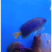 Yellowtail Damsel