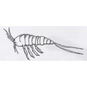 Live Tisbe Copepods 350ml