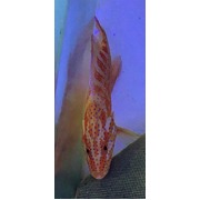 Coral Cod
