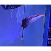 Long Nose Bird Wrasse
