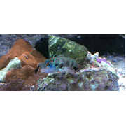 Spotted Dragonette Pair