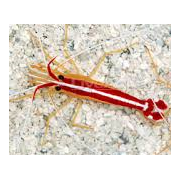 Red Line Cleaner Shrimp Medium