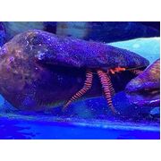 Halloween Hermit Crabs