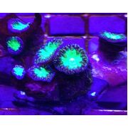 Blasto Welsi Frags sold per polyp