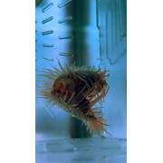 Flame Scallop