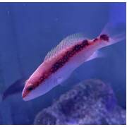 Coronation Cod