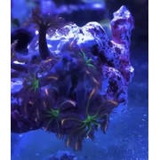 Fireworks Clove Polyps