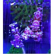 Harlequin Shrimp Pair