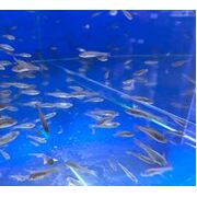 Fresh Water Feeder Fish; price is per serve.