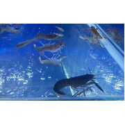 Fresh Water Feeder Crays 10 Pack
